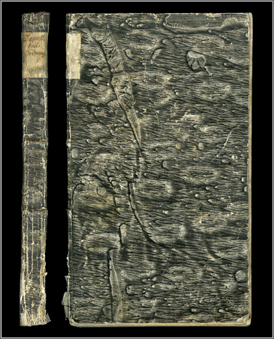 dorso e piatto anteriore