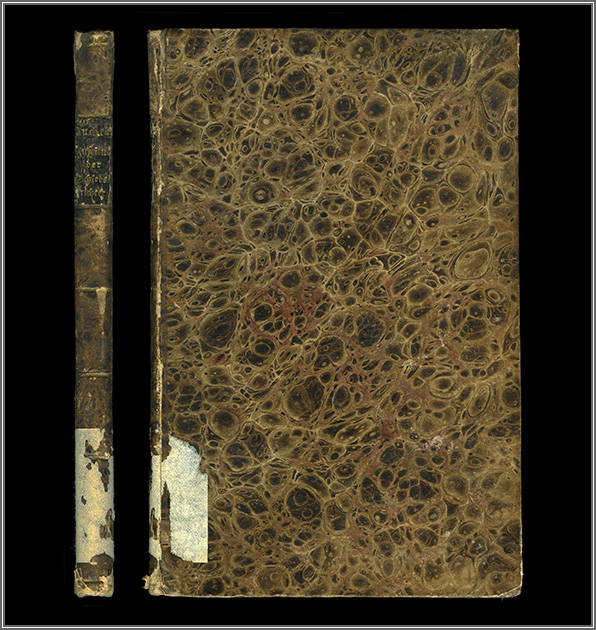 dorso e piatto anteriore