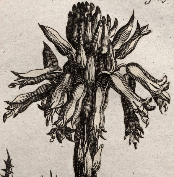 particolare della Fig. 24 particolare della Fig. 24