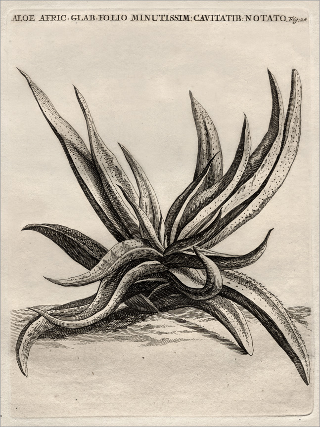 Fig. 25 Fig. 25