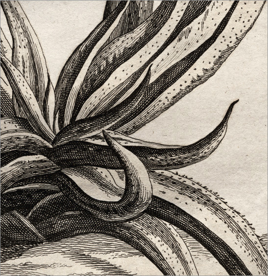particolare della Fig. 25 particolare della Fig. 25