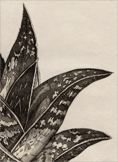 particolare della Fig. 28 particolare della Fig. 28