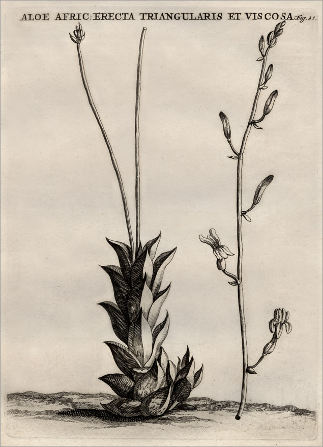 Fig. 31 Fig. 31